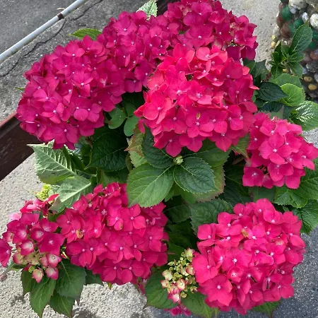 La Casa De La Carpinteria *