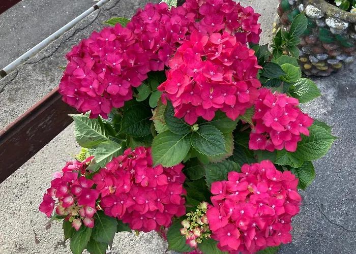 La Casa De La Carpinteria *